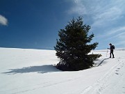 28 pino solitario in mezzo alla neve...